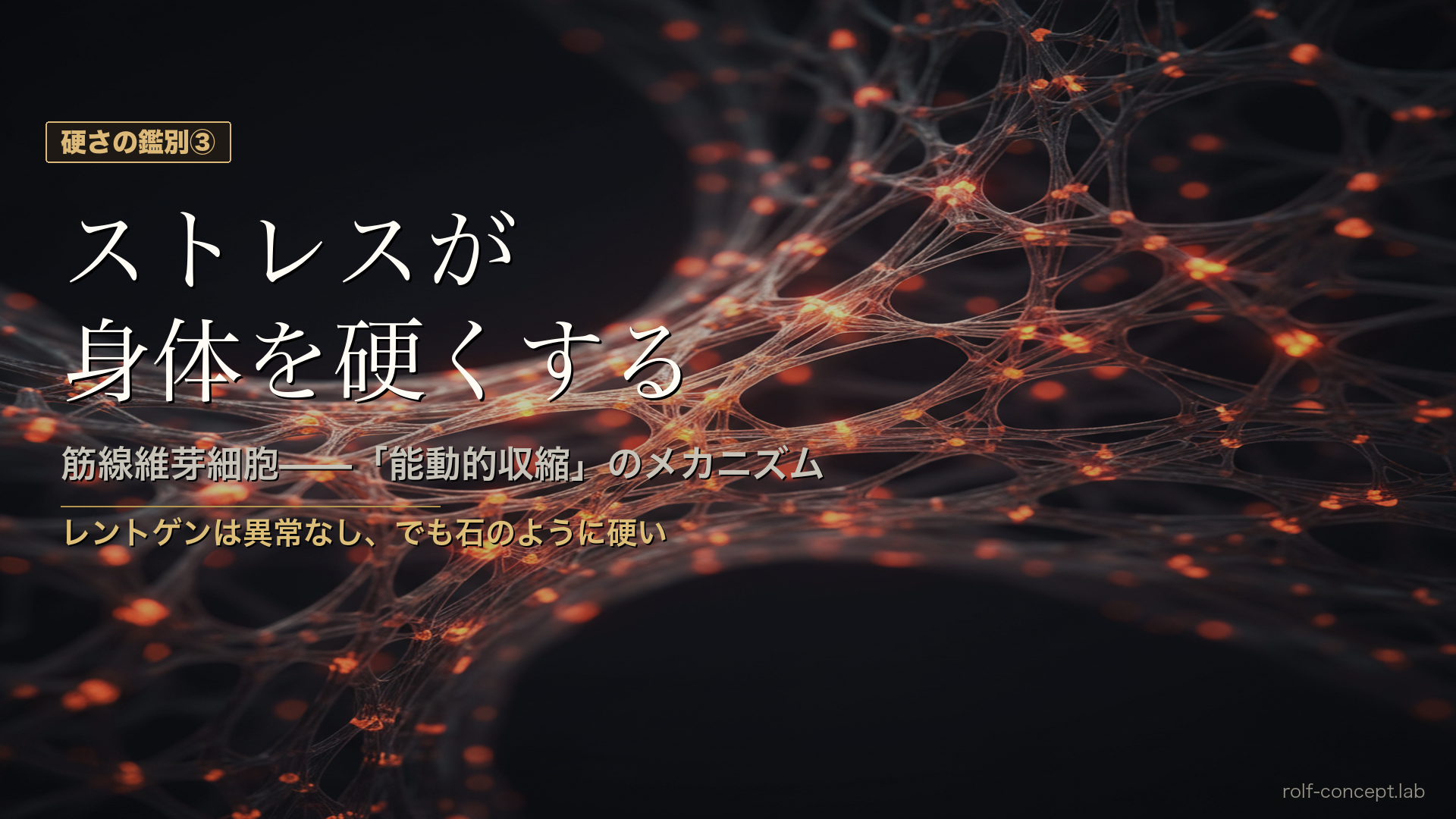 筋膜の「硬さ」には種類がある③——ストレスと筋線維芽細胞が身体を硬くするメカニズム