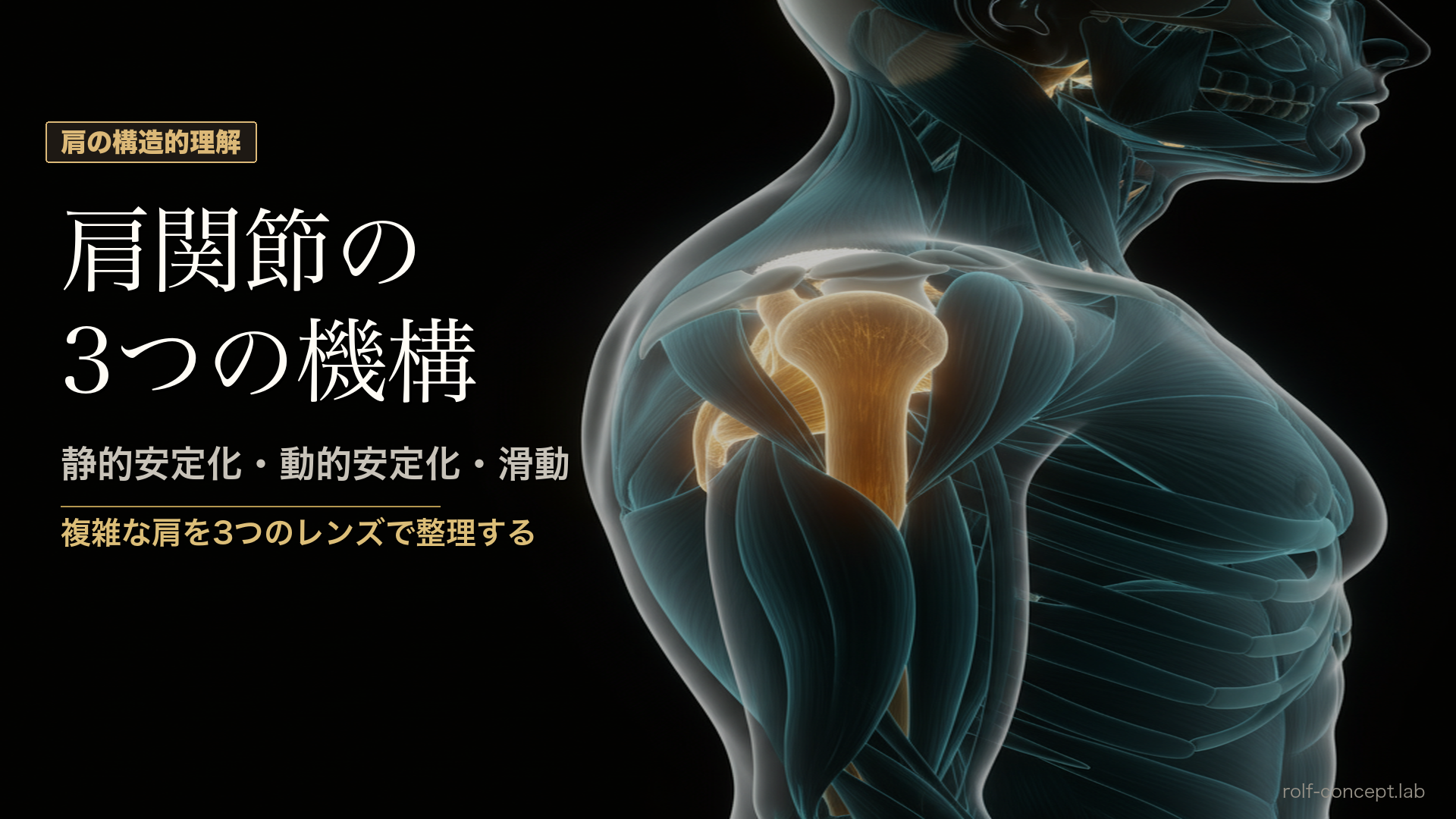 肩関節の3つの機構——静的安定化・動的安定化・滑動を筋膜で読み解く