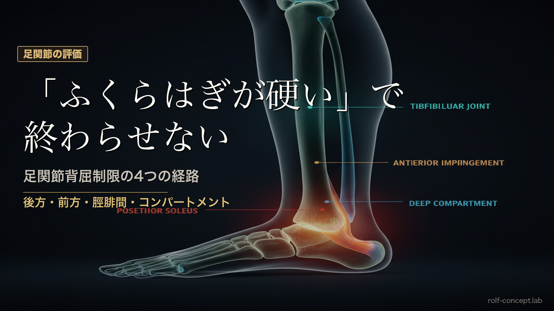 足関節の背屈制限を4つの経路で読む——後方・前方・脛腓間・コンパートメント