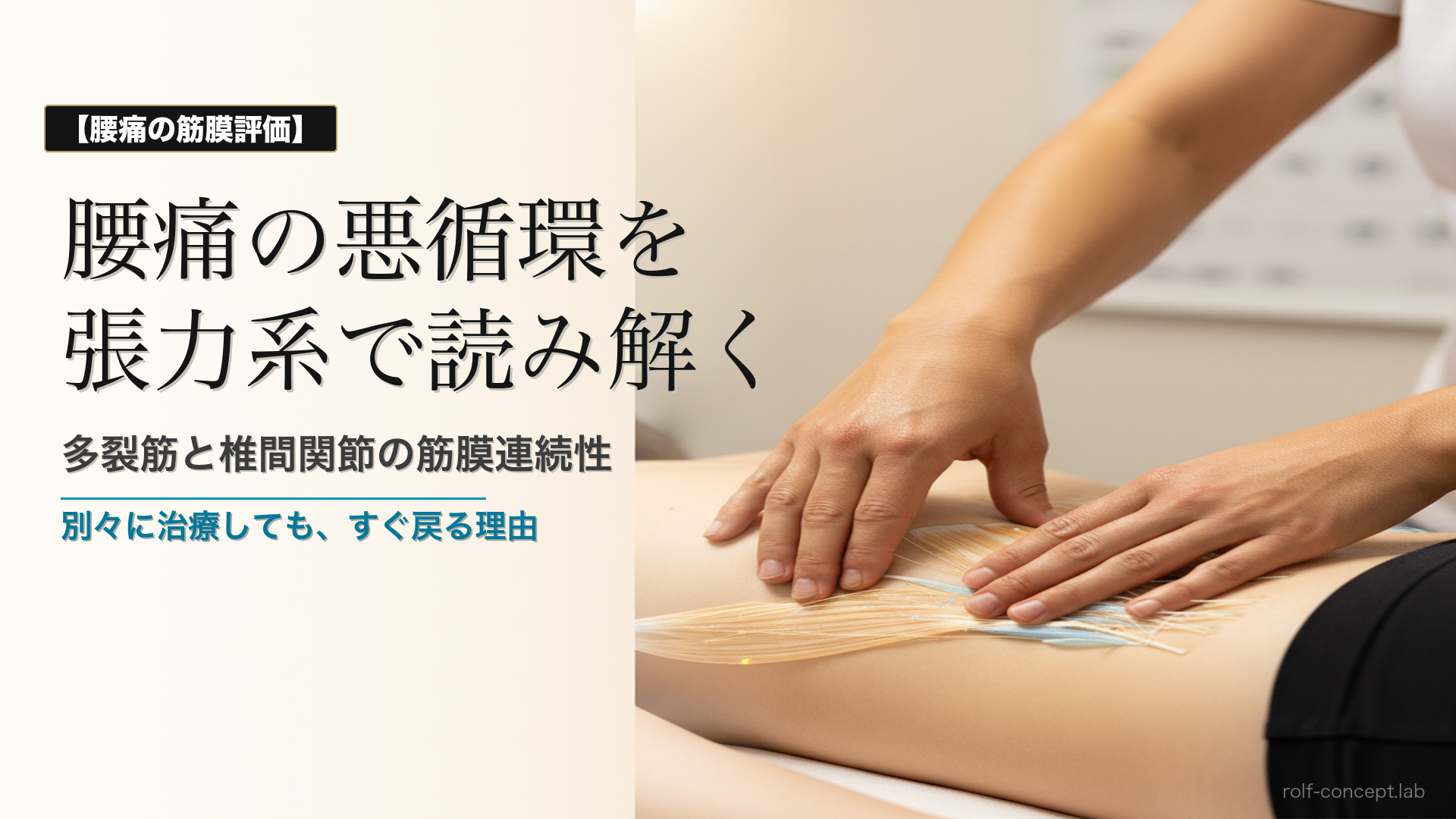 多裂筋と椎間関節の筋膜連続性——腰痛の悪循環を張力系で読み解く